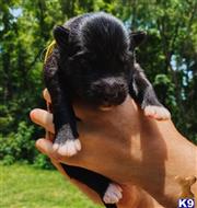 siberian husky puppy posted by PorterHouse Siberians